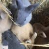 New Zealand bunnies and New Zealand/Harlequins Bunnies