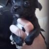 Chihuahua puppy black male smooth coat, located in Huntington WV, $300
