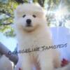 CKC Reg Samoyed Puppy!