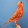 Colorbred Canaries (Melanin)