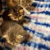 Excotic shorthair kittens PRICE REDUCED