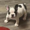 A male French bulldog Puppy for sale at a price you cant beat! Hes the perfect boost of energy you need in your home