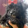 black toy poodle male puppy