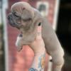 Boston Terrier x Frenchton Puppies ready this weekend