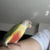two Green Cheek Conures and their new baby