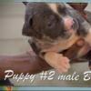4 weeks old American bully puppies for sale!