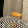 canary female for sale