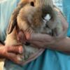 4 Holland Lop Bunnies available
