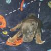 Blue male pup available