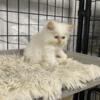 Henry- Flamepoint male himalayan kitten