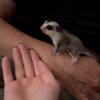 Sugar Glider Male White Face Joey Baby Pet For Sale