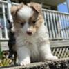 Great family companions Toy Aussie Pups