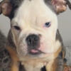 AKC registered English bulldogs 5 months LOOKING FOR FUREVER HOMES