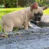 AKC Frenchie pups for sale