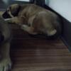 English Mastiff puppies