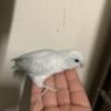 I have those beautiful babys parrotlets for more Inf send me a text my phone number is thank you.