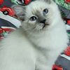 TICA Ragdoll Female available to a small cattery