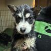 Siberian Husky-German Shepherd Mix Puppies Available Now!  MOTHERS DAY SPECIAL!