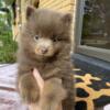 LAST ONE -Akc chocolate Pomeranian puppy Boy