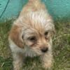 Yorkie poo looking for forever home