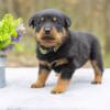 Adorable AKC Rottweiler Puppies Available