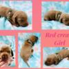 Red Cream mini dachshund girl