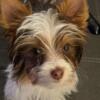 5 Month Old Female Parti Yorkie