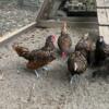 RARE - Golden Sebright Chicken Pairs