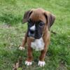 Beautiful boxer pups ready to go May 1