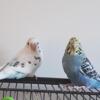 Female parakeets for sale - pair