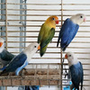 Opaline and Other Lovebird Mutations