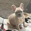 10-week old French Bulldogs ready to go