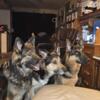 O'CLAIRES GUARDIANS- Purebred German shepherd puppies in Wisconsin