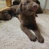 AKC Chocolate Male English Labrador Retriever Puppy
