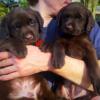 AKC LABS Various colors male and female ready now