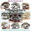 Hedgehogs available NW Ohio Breeder near MI / IN borders