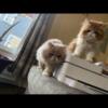 Bonded Persian Cats for rehoming