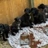Great Dane Puppies Puppy  Ready for Forever Homes