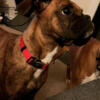 Boxer AKC Rehome needs a new home