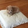 Yorkiepoo and Cavapoo  poodle mix red. & Poodle Bichon Adorable great with kids.  Tiny