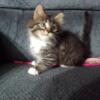Maine coon male searching for his forever loving responsible home