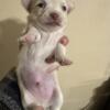 Chihuahua puppy long coat boy short coat girl