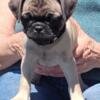 3 Pug Puppies Available