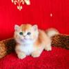 NEW Elite British kitten from Europe with excellent pedigree, male. NY Best Martin