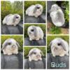 Fully Pedigreed Holland lop Bunnies