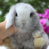 Stunning Holland Lop baby bunnies