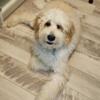 Medium Goldendoodle female available for sale