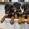 Stunning beautiful AKC Registered Puppies