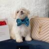 AKC Maltese male and female puppies