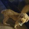 Goldendoodle and poodle pair to good home